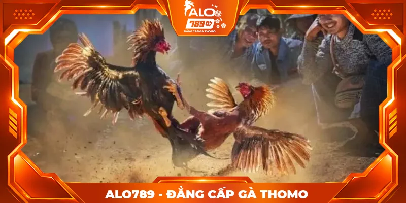 Tổng hợp ưu điểm nổi bật của sảnh đá gà Alo789 Tổng hợp ưu điểm nổi bật của sảnh đá gà Alo789